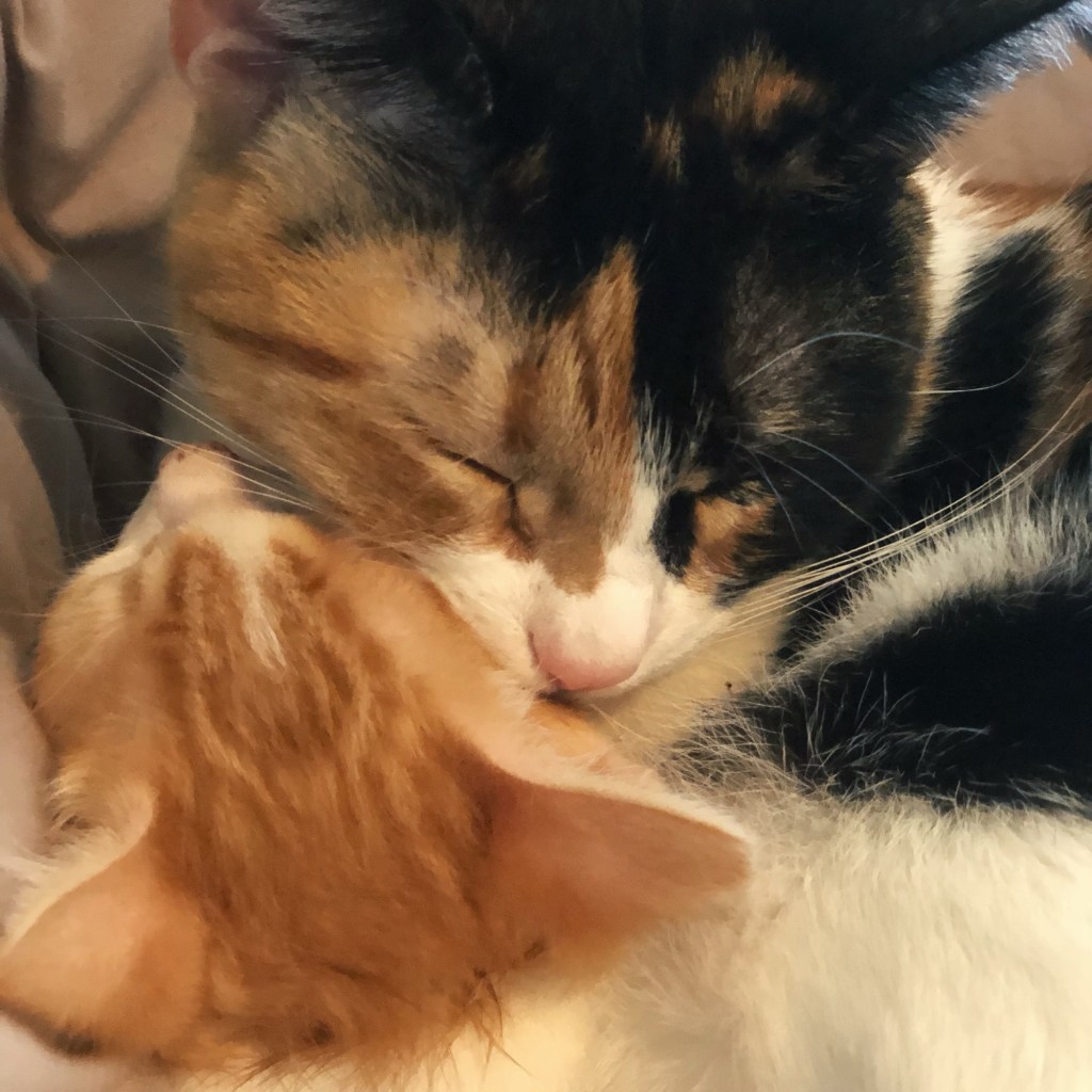 What I Wish I Knew Before Adopting Cats